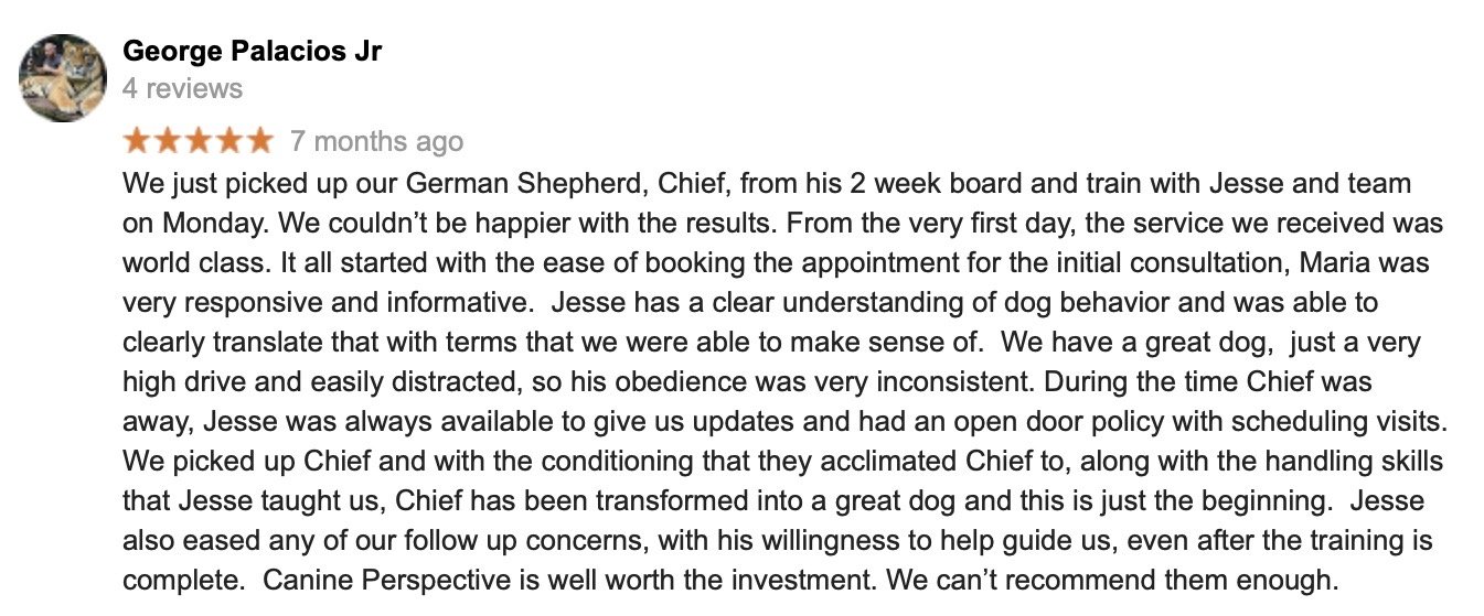 Logan Square Dog Board and Train Canine Perspective Chicago