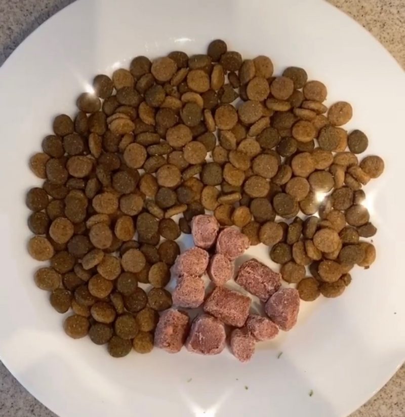 How to Transition Your Dog to a Raw Diet Dog Training With Canine