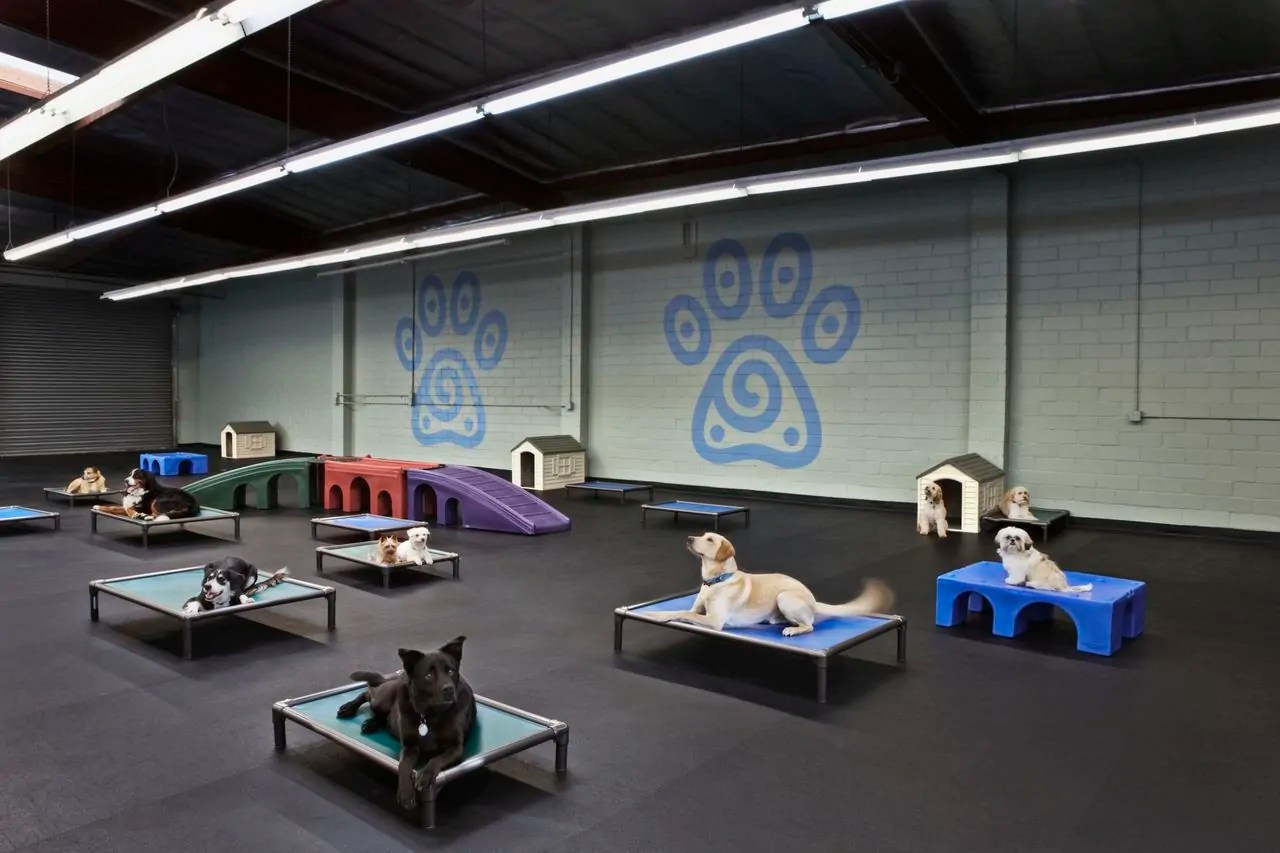Dog Boarding Canine Retreat Dog Daycare & Boarding