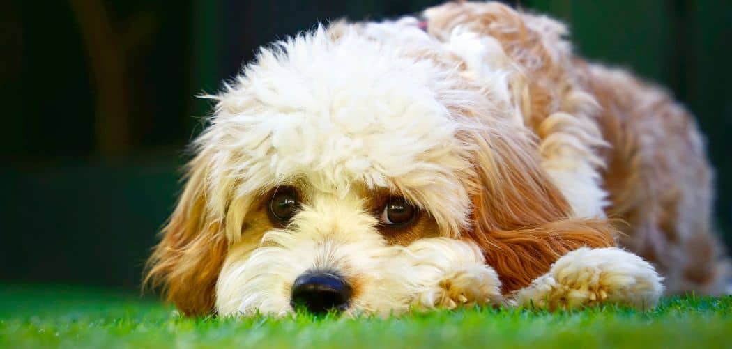 Cavapoo Gagging Common Causes + What To Do Canines and Pups