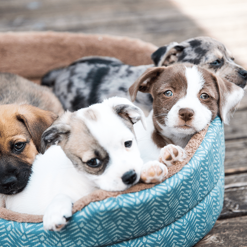 Dog Fertility Clinic Near Me Canine Scanning