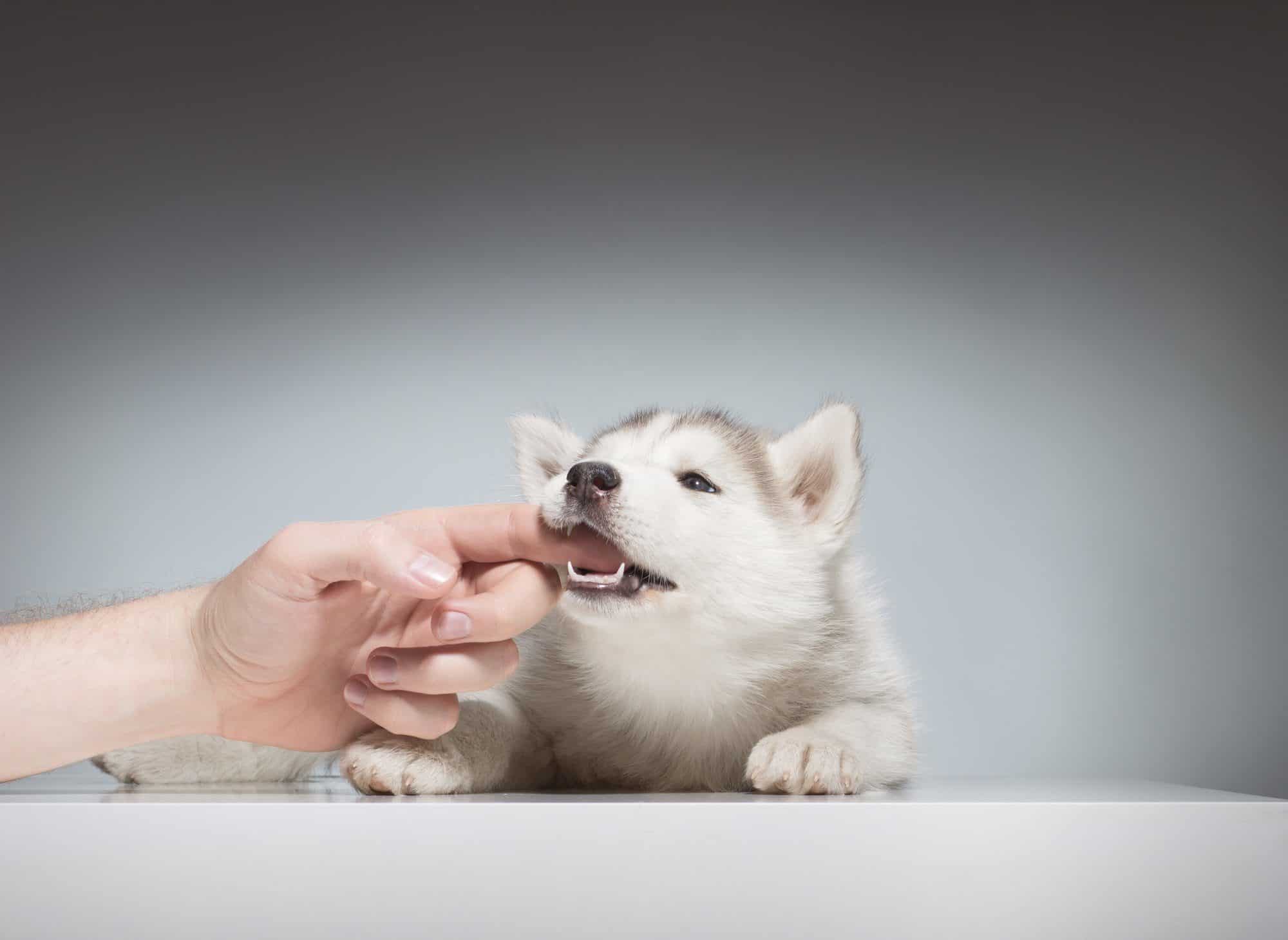 How to Stop a Puppy From Biting 8 Helpful Strategies Canine Weekly
