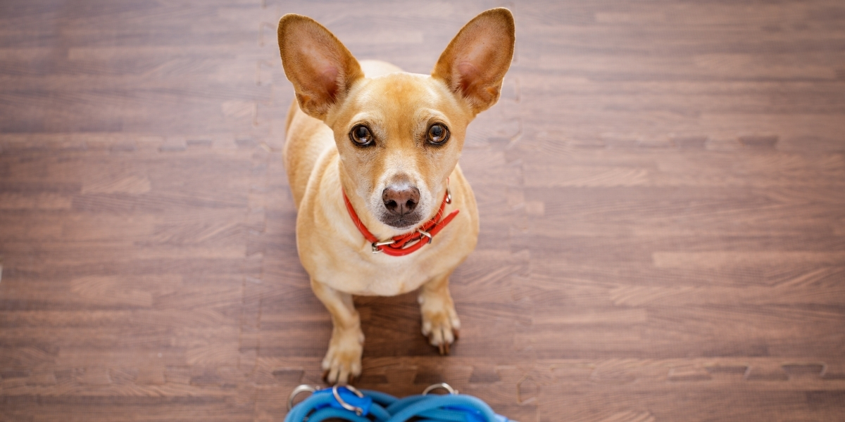 Why a Retractable Dog Leash is a Bad Idea