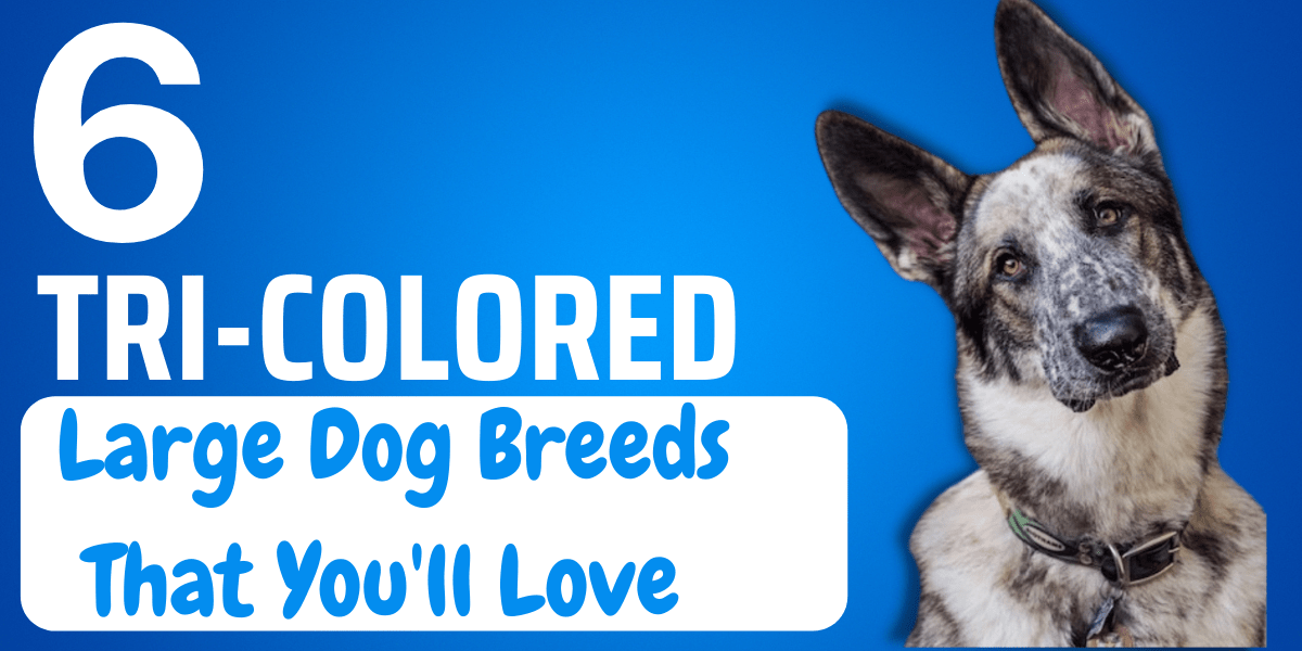 6 TriColored Large Dog Breeds That You'll Love