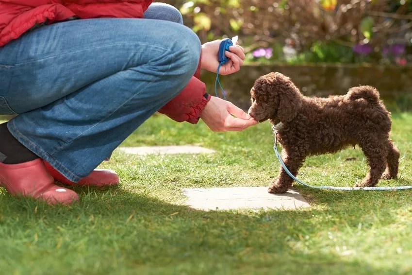 Comment apprendre à mon chien à donner la patte sur commande