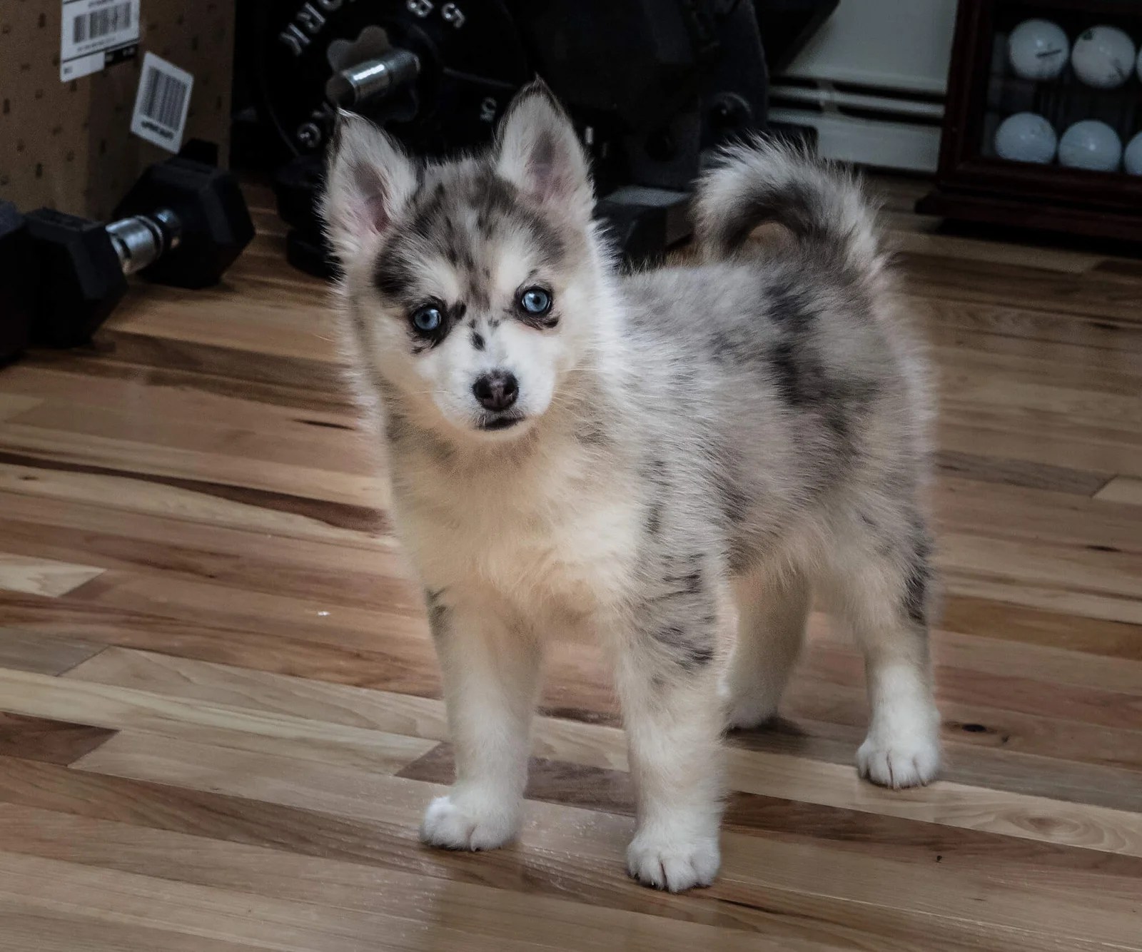 Pomsky Infos, Conseils, Avis... Tout Savoir Sur Cette Race