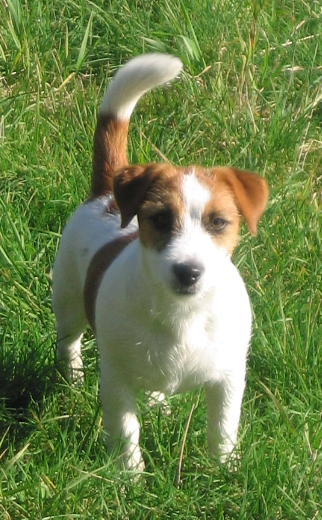 Jack Russel Terrier