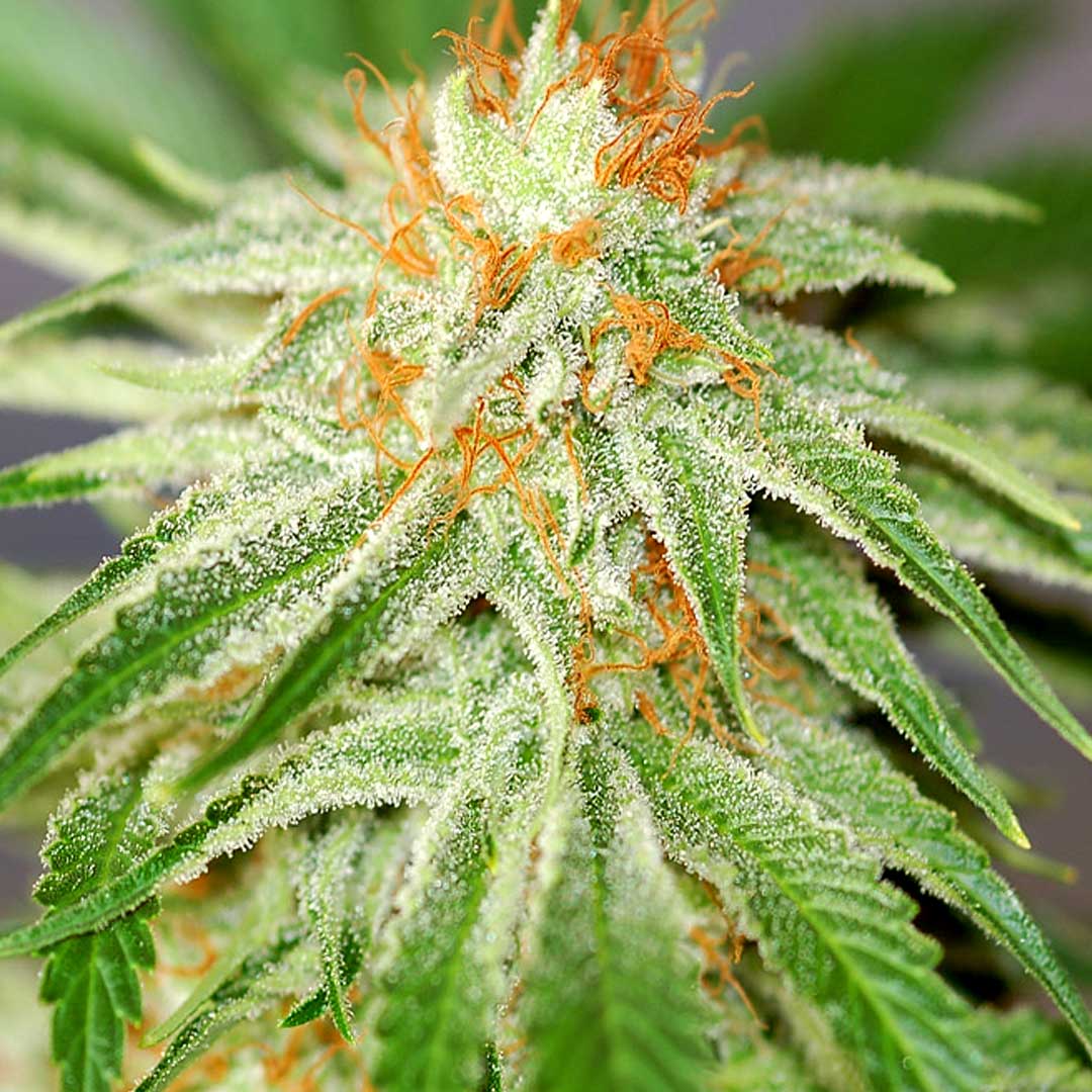 Red Dragon Marijuana Strain Eighth price