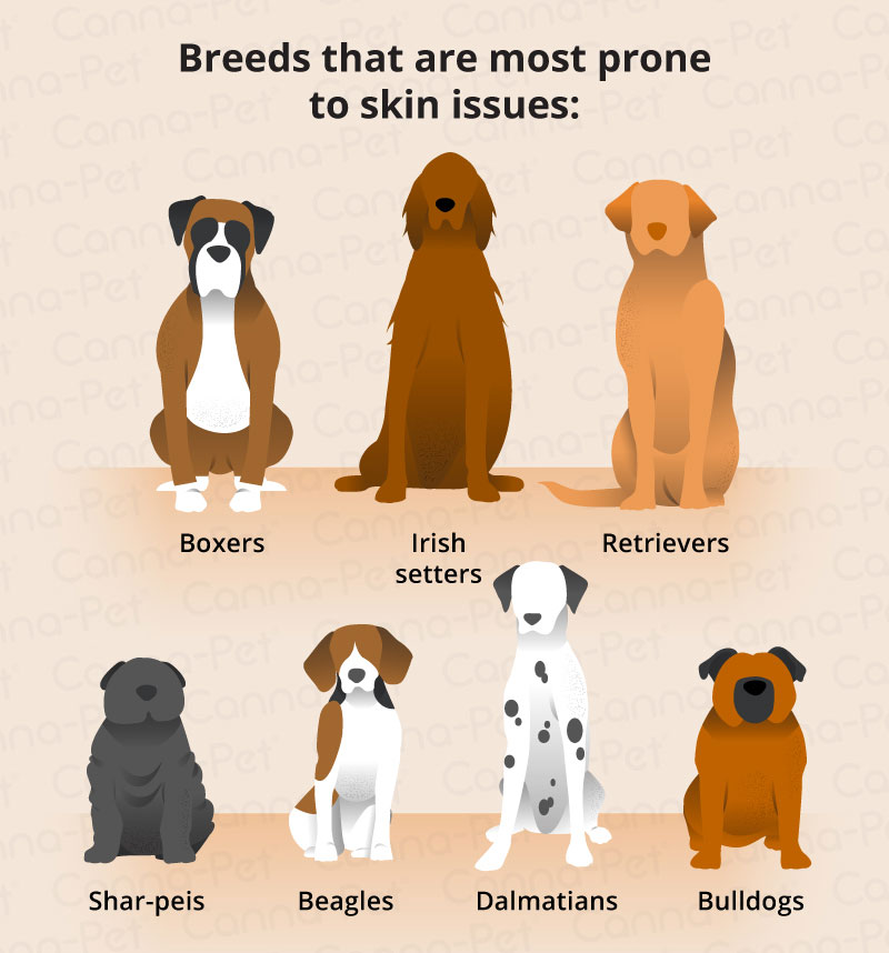 Dog Skin Conditions and Natural Treatments CannaPet®