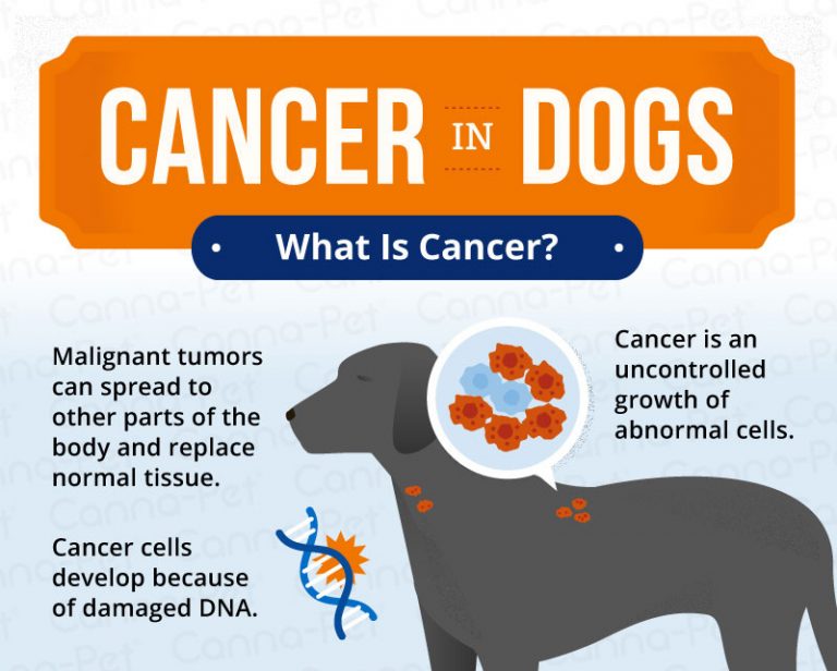 Cancer in Dogs Causes, Symptoms, & Treatments CannaPet
