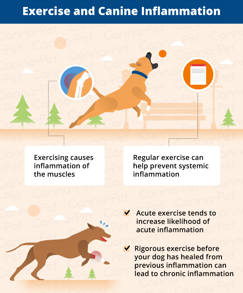 Inflammation in Dogs CannaPet®
