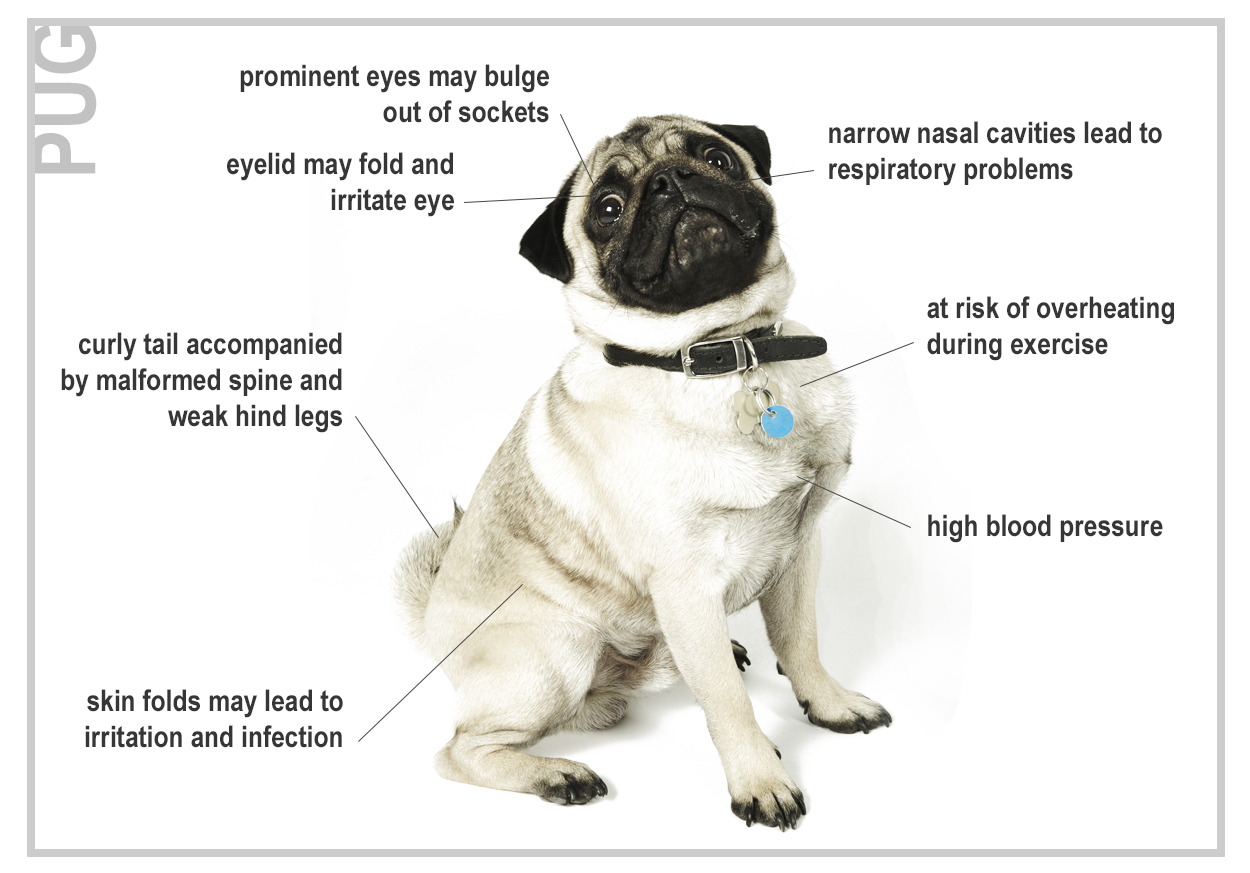 Health Risks For Seven Top Dog Breeds CannaPet®