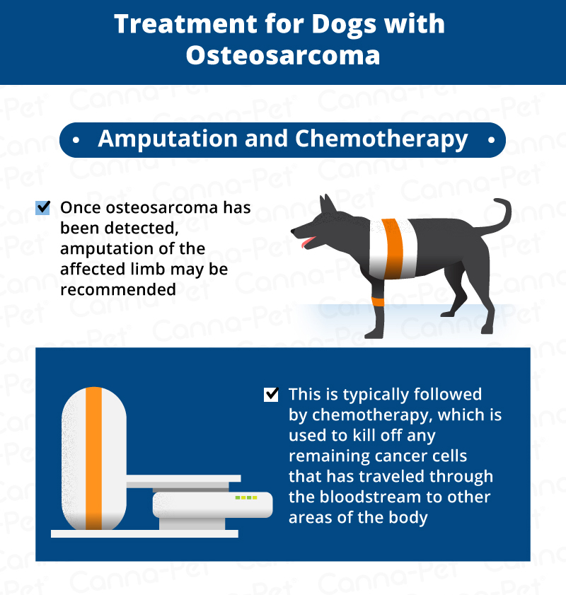 Bone Cancer in Dogs CannaPet