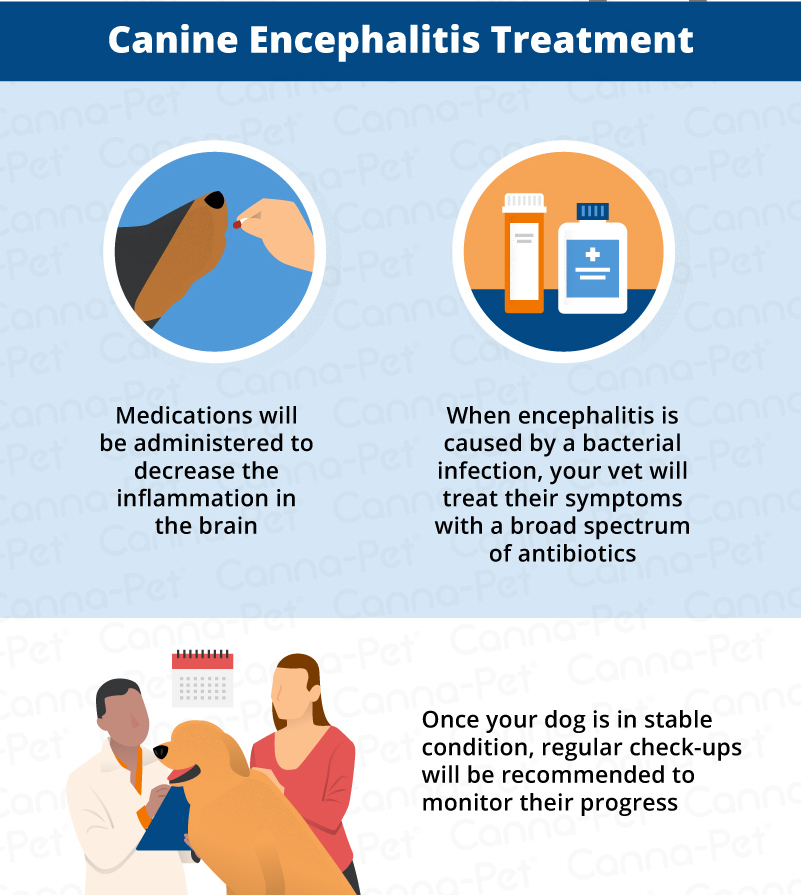 Encephalitis (Brain Inflammation) in Dogs CannaPet