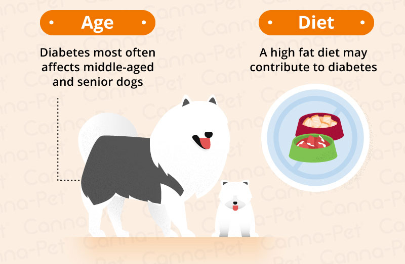 Dog Diabetes How to Care for a Diabetic Dog CannaPet