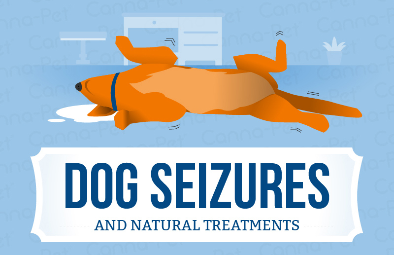 Dog Seizure Symptoms & Natural Remedies CannaPet®