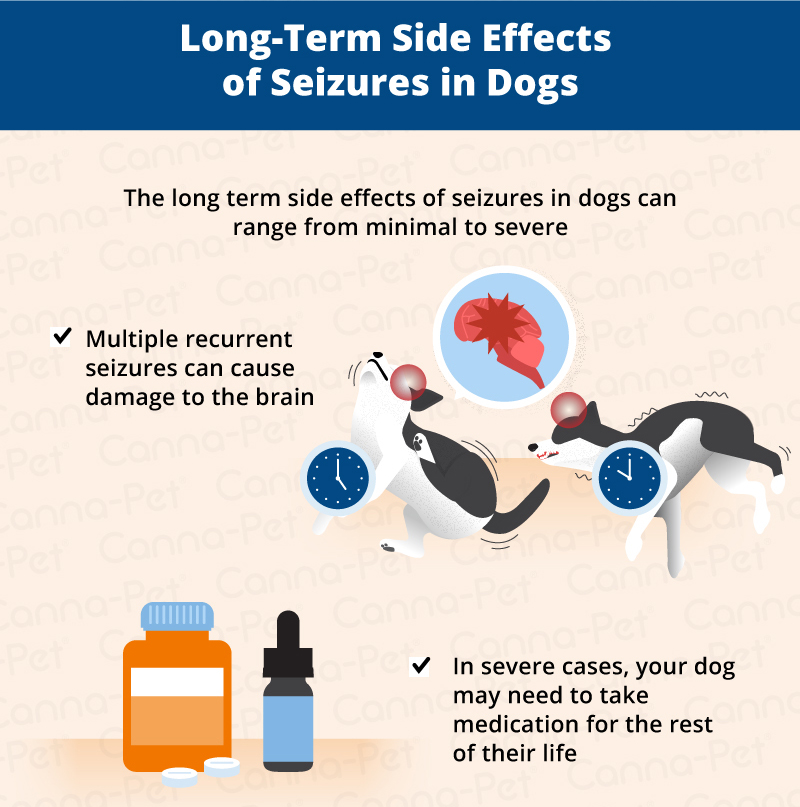 What Are The Side Effects Of Seizure Medication In Dogs