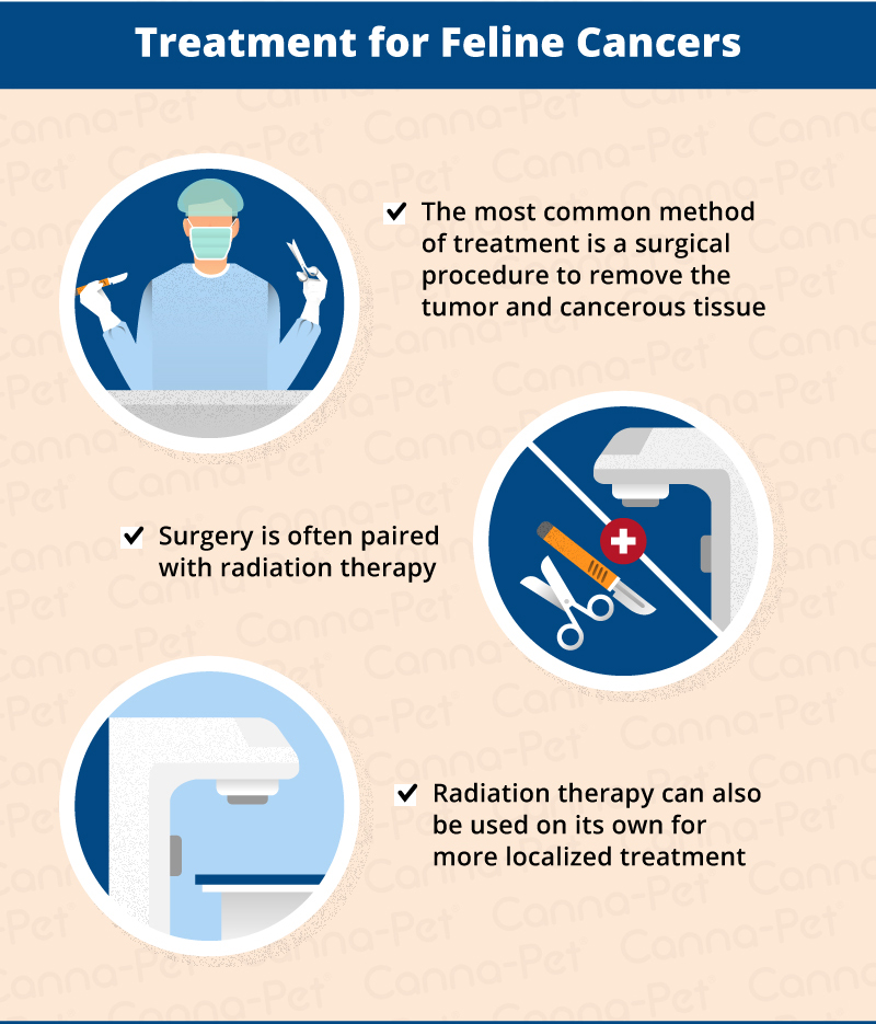 Cancer in Cats Causes, Symptoms, & Treatments CannaPet