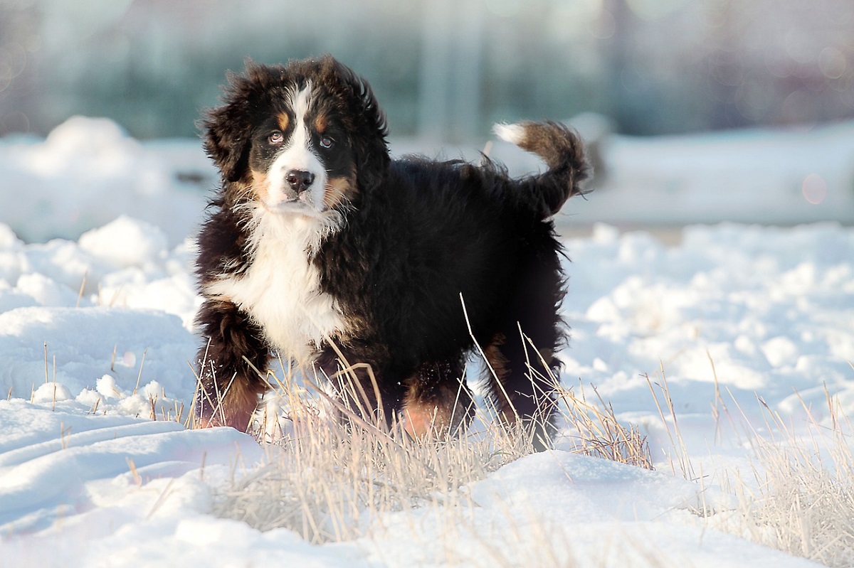 Bernese Mountain Dog Training Tips CannaPet®