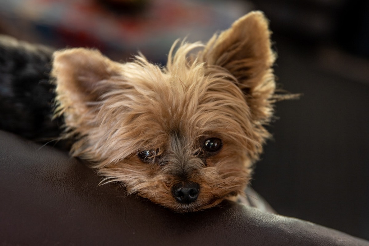 Side Effects of Lyme Disease Vaccine for Dogs CannaPet®