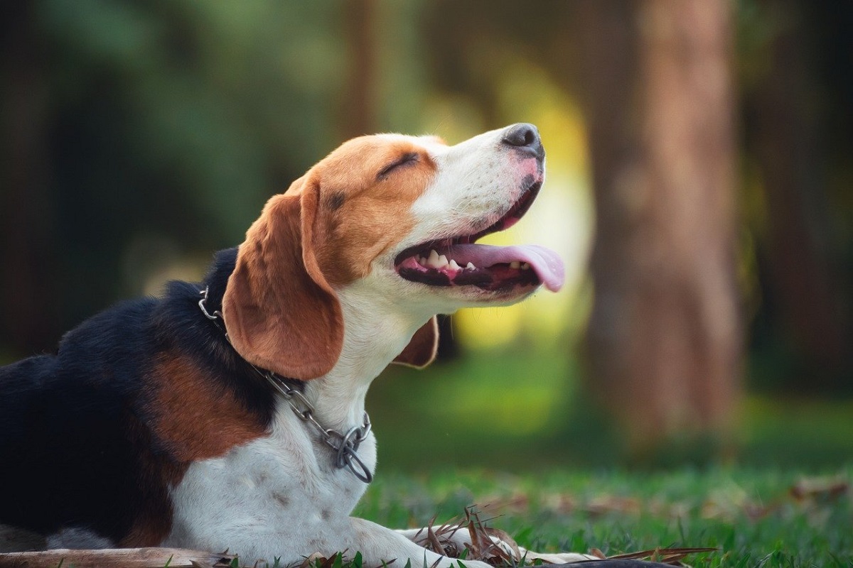 Most Common Hunting Dog Breeds CannaPet®