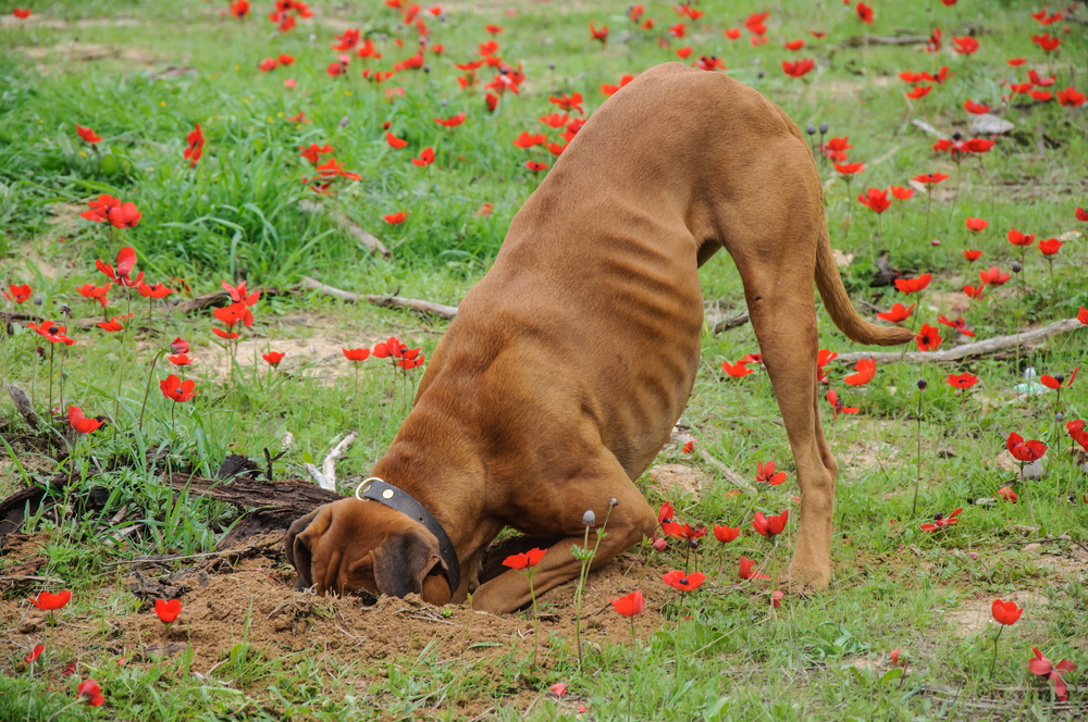How To Get a Dog To Stop Digging Excessively CannaPet