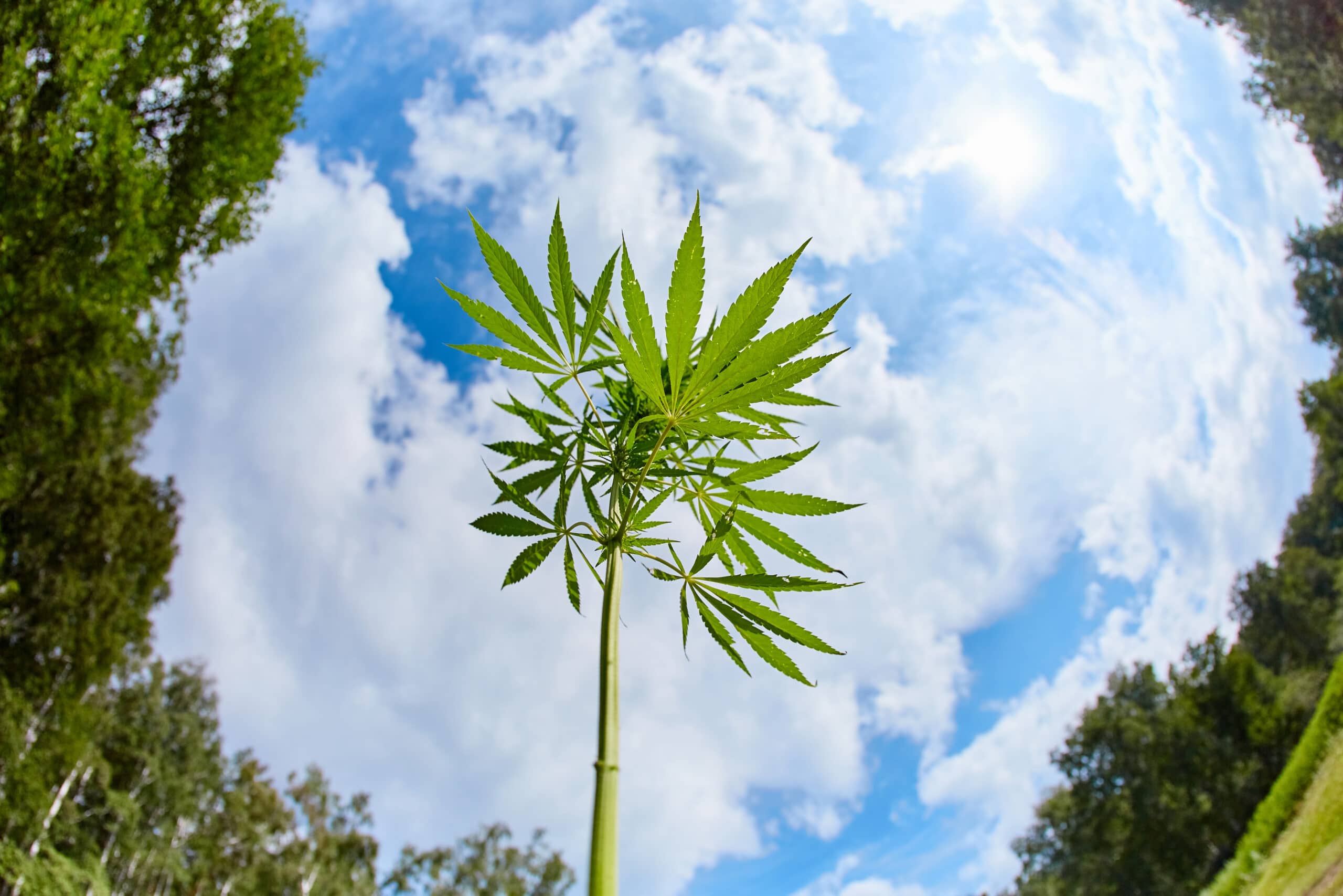 Anatomy a the hemp stalk Amsterdam Cannabis College