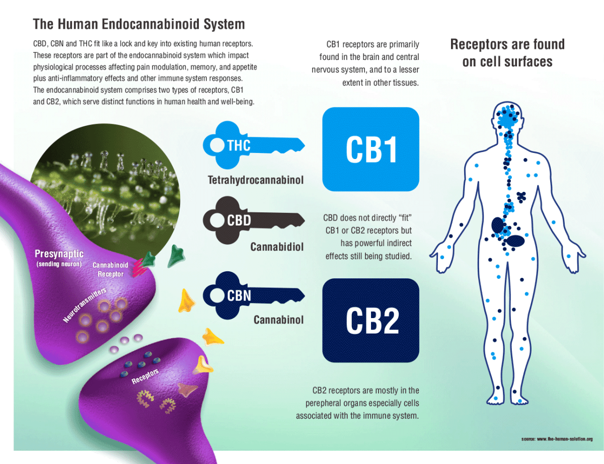 EndoCannabinoid System 101 Cannabis Digest