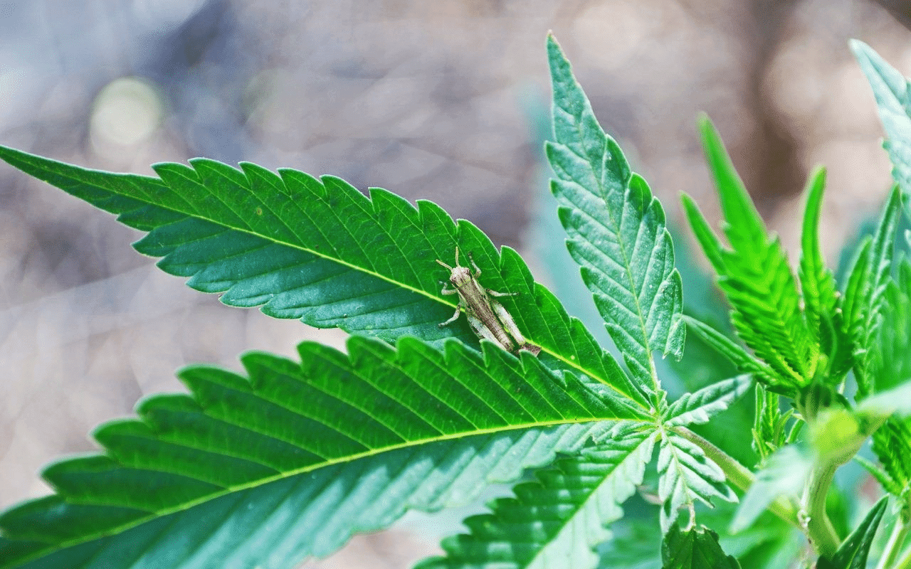 Common Cannabis Pests and How to Deal With Them Cannabismo