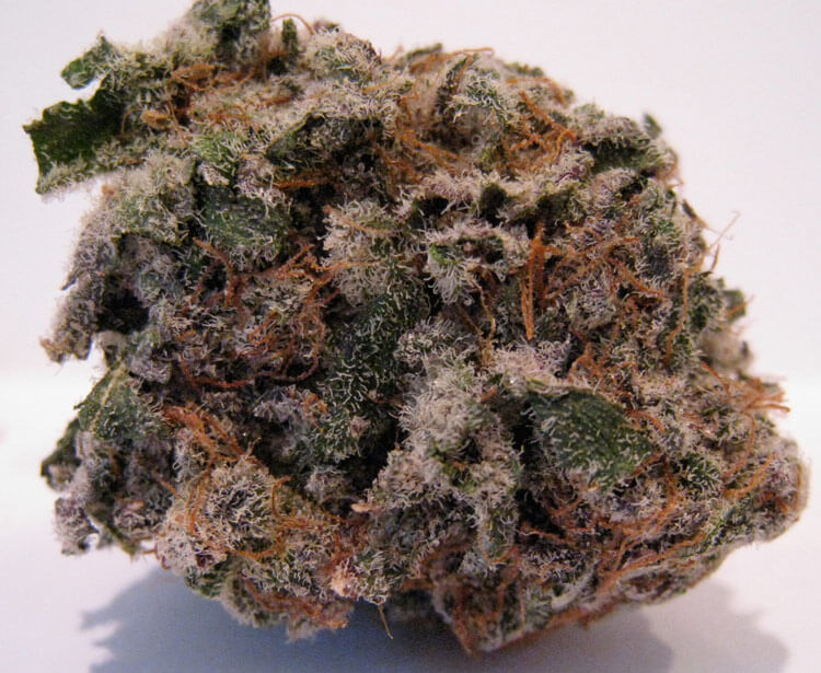Blackberry Marijuana Strain UK Best Hybrid Strain Cannabis Pharm UK