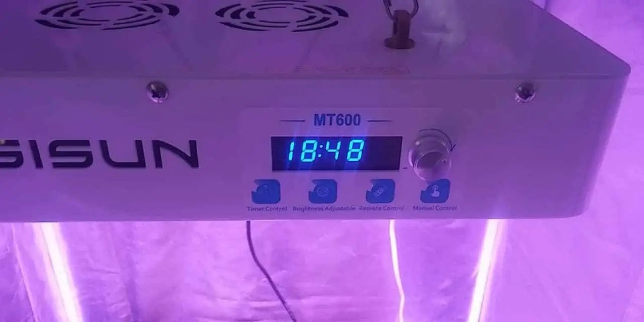 Best Timer for Grow Lights (Indoors) Cannabis Sensei