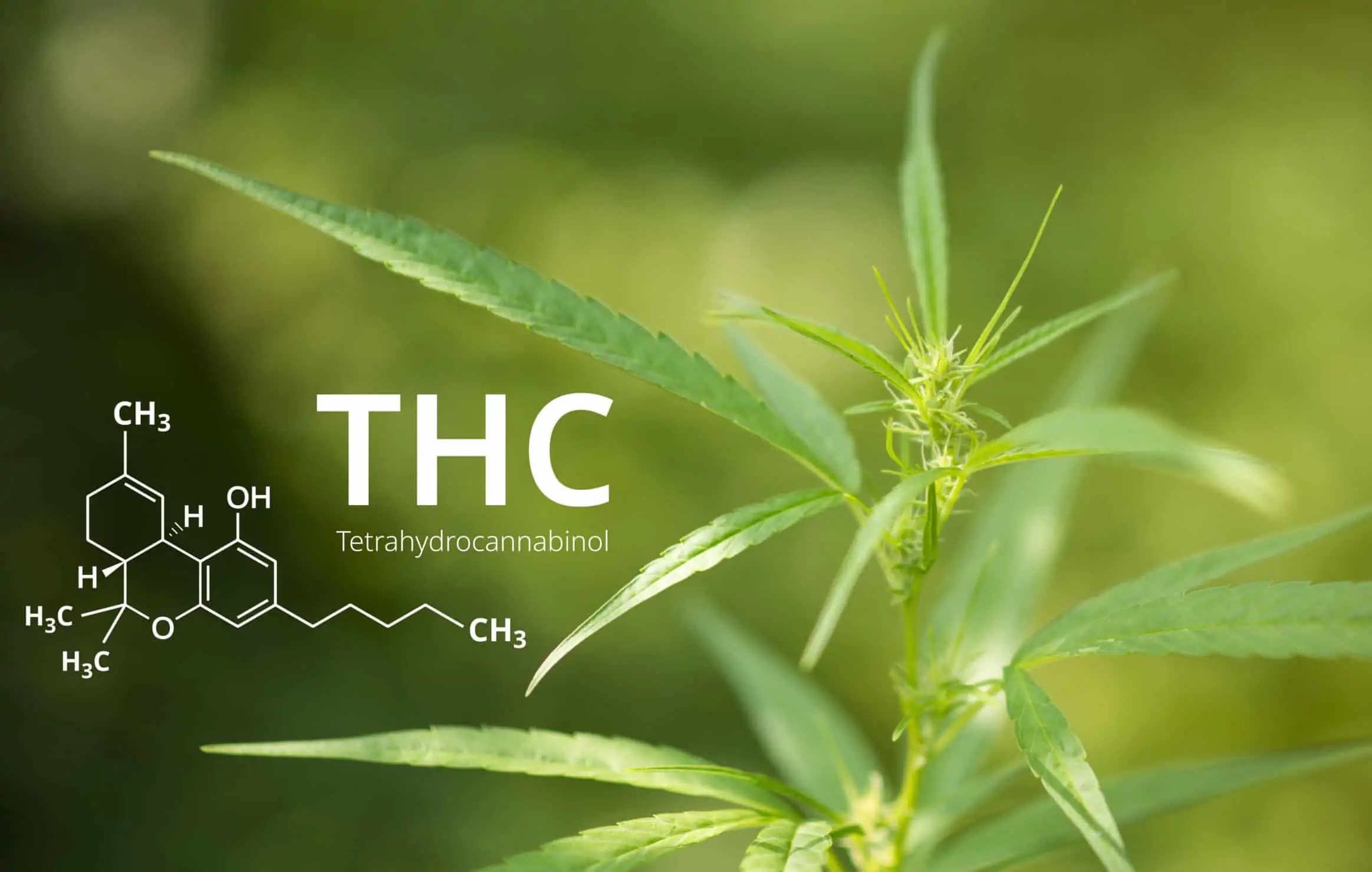 How To Flush Out THC Before a Drug Test CTU
