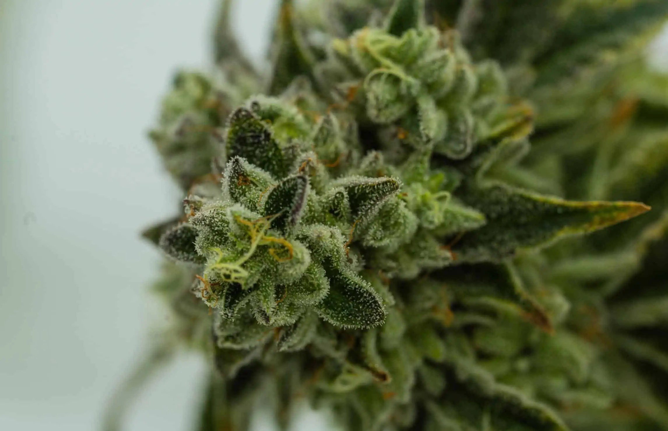 Key Lime Pie Strain Review Ultimate Guide