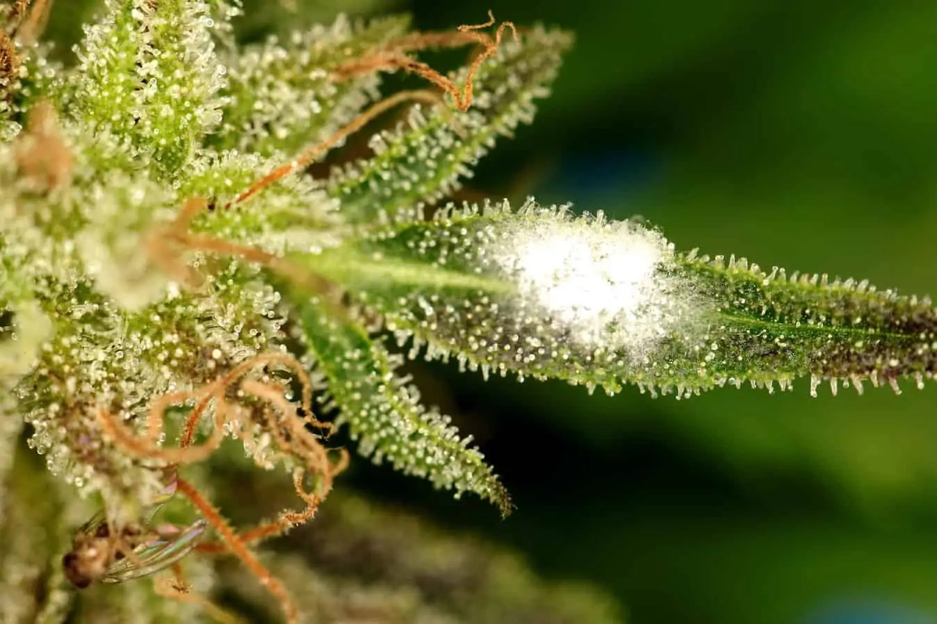 Layer Cake Strain Review & Information CTU