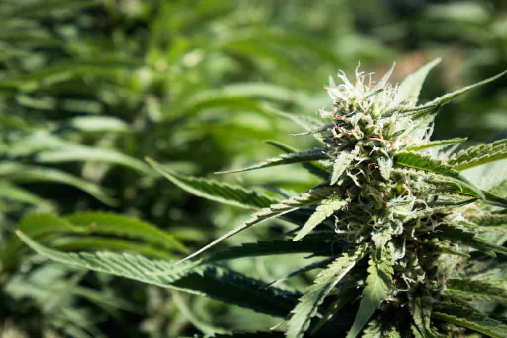 Magic Melon Weed Strain & Information CTU