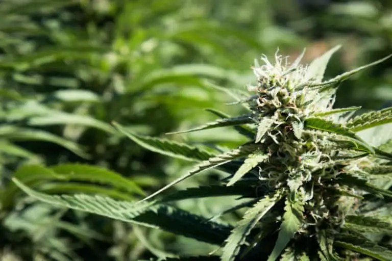 Magic Melon Weed Strain & Information CTU