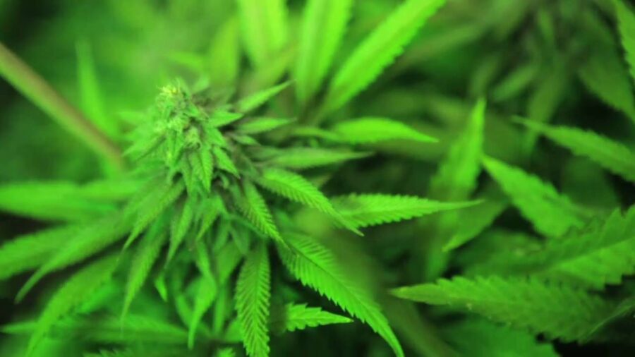 Kush Strains 101 Types of Kush and Strain Names with Pictures