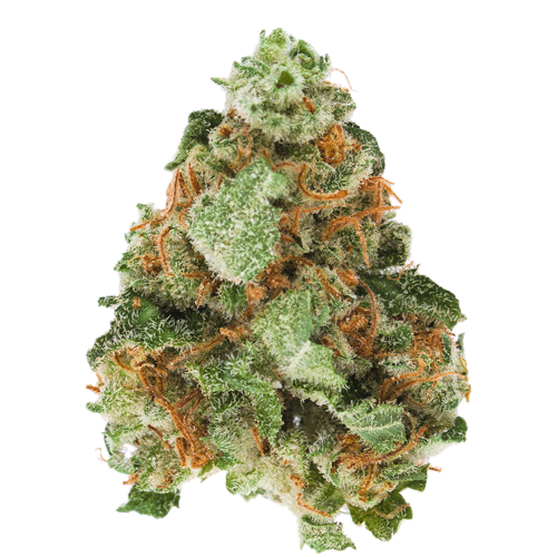 Weed Strains Citrus OG Cannabis Tutorials