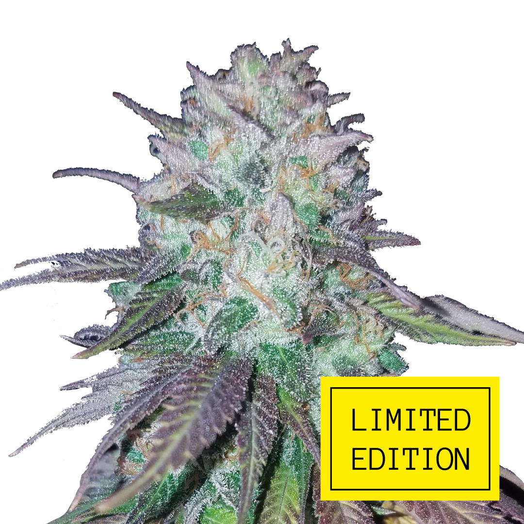 Blueberry Haze fem /LE IZI, купить семена конопли