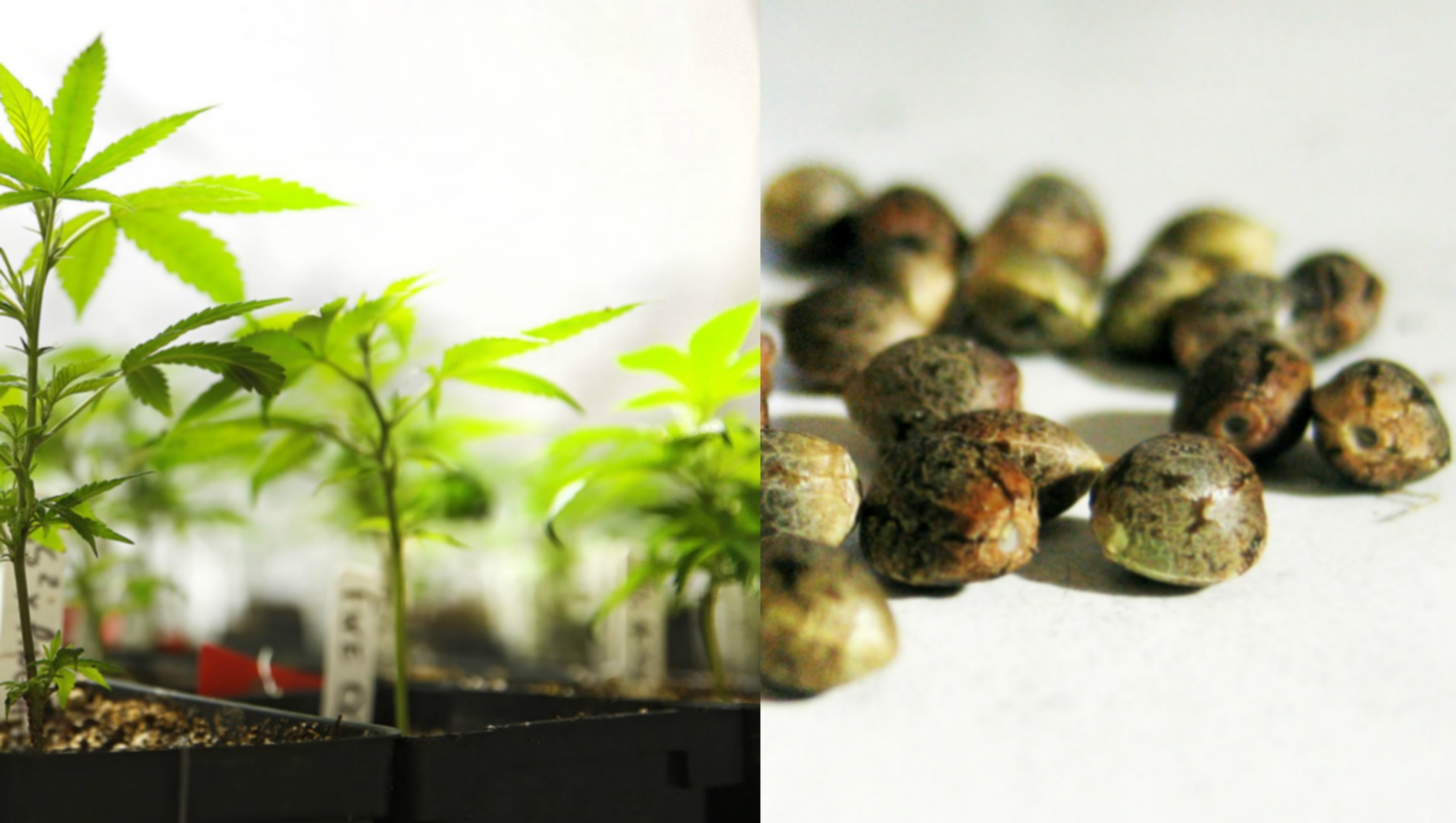 Seeds and Clones A Beginners Guide Cannafo News Marijuana Information