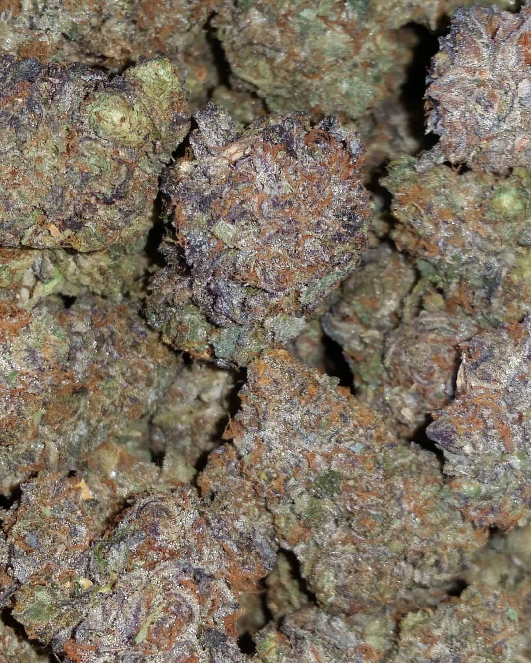 Blue Cookies Strain Information Cannafo Marijuana Cannabis