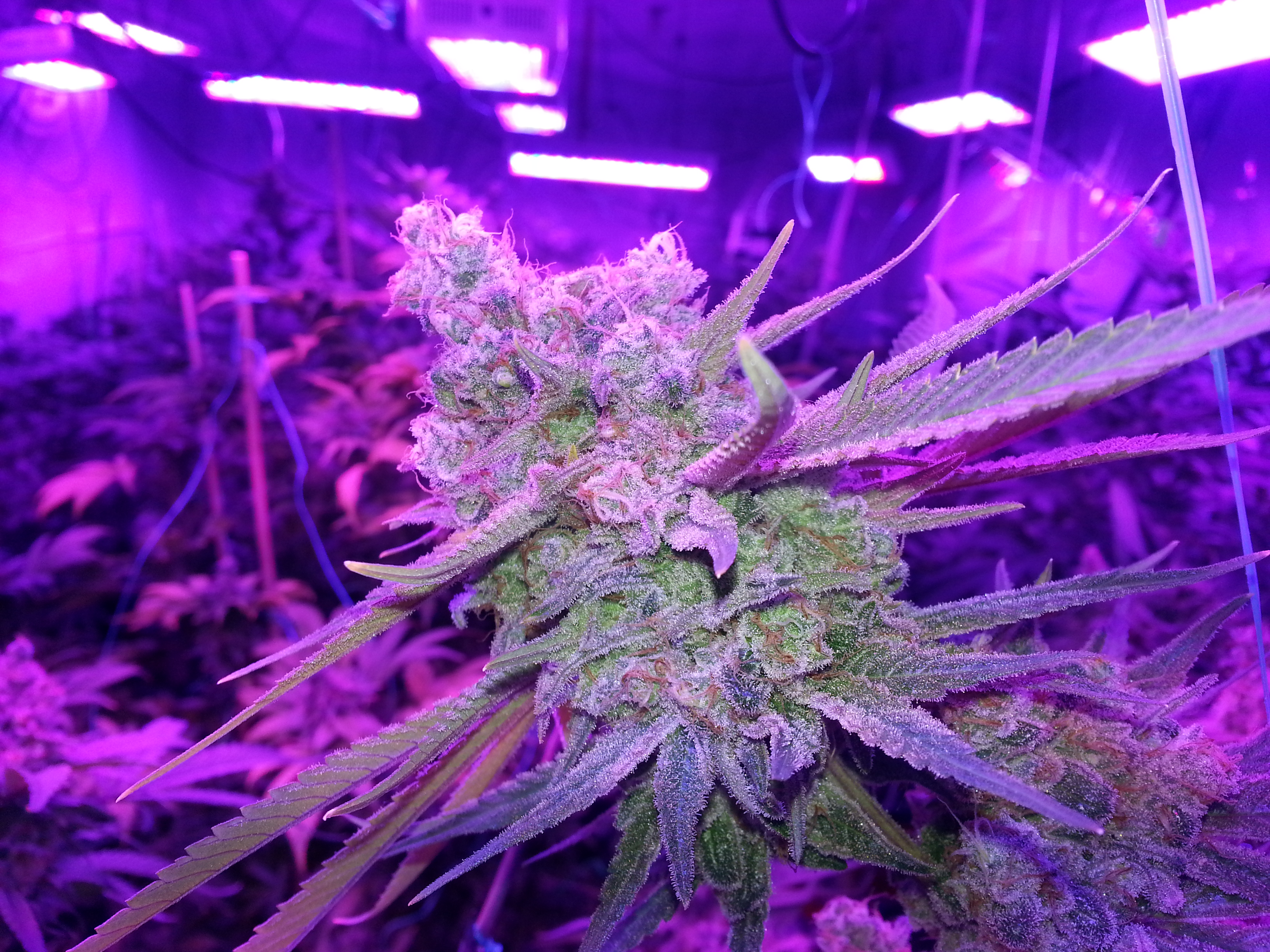 Lush Lighting, Inc. CannaMaps
