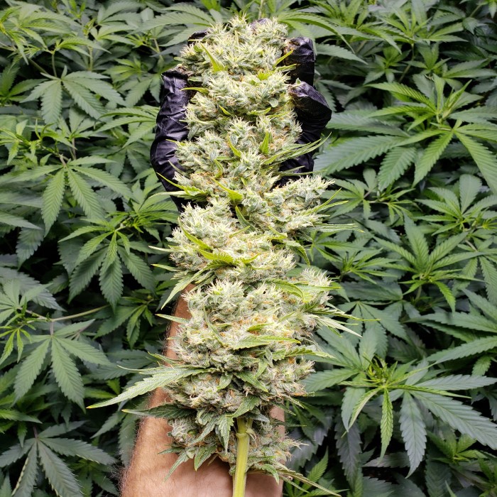 Aloha Aina Dispensary CannaMaps