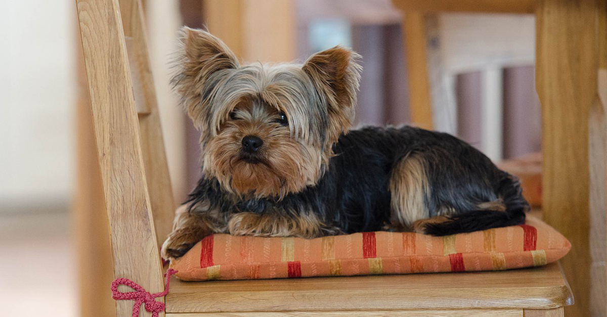 Managing Your Yorkie’s Pain with CBD Oil A Beginner’s Guide