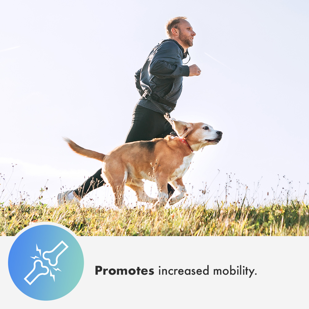 How Often Can I Give My Dog CBD Oil? Everyday, For Anxiety, For Pain?