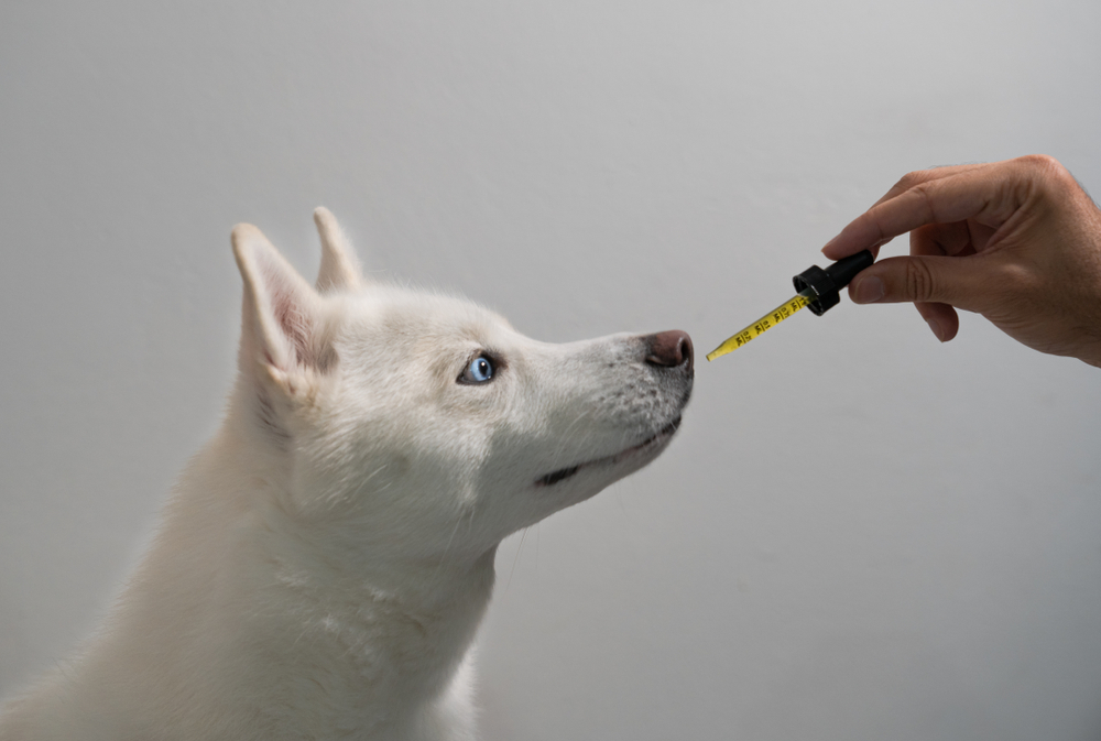 Does CBD Oil Help Dogs With Collapsing Trachea? Laryngeal Paralysis?