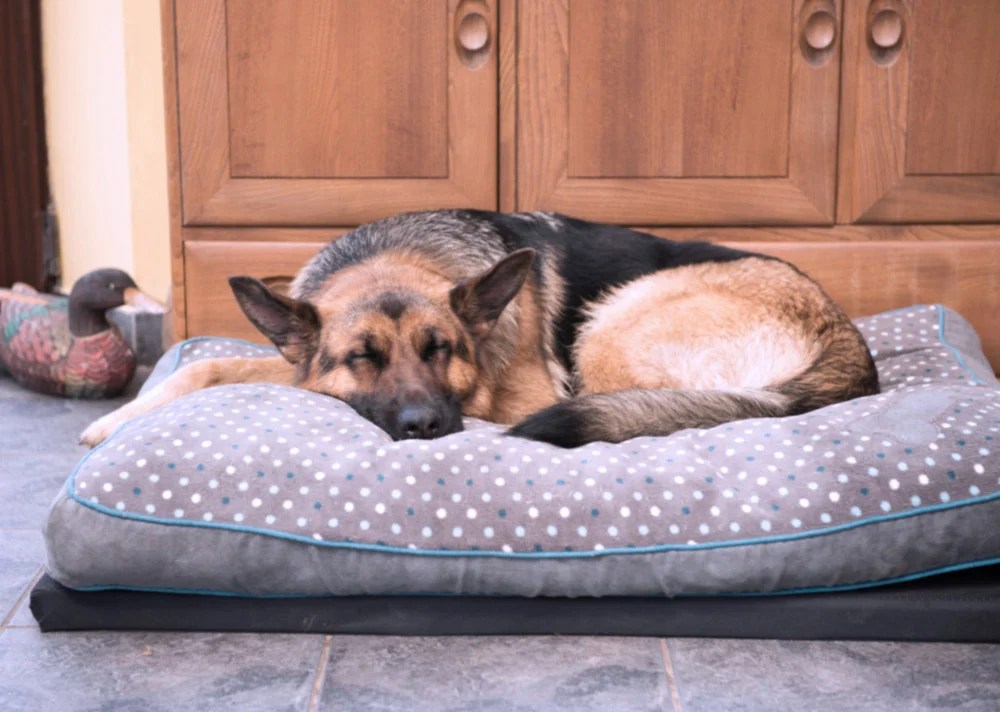 I put my 10 yr old dog down last month. Here’s what I want every senior