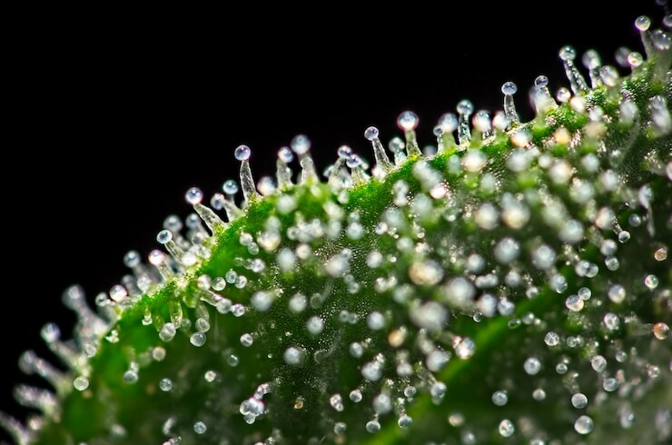 What is kief and what should you do with it? The Cannigma