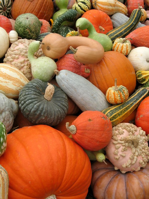 Pressure Canning Pumpkin & Squash The Canning Diva