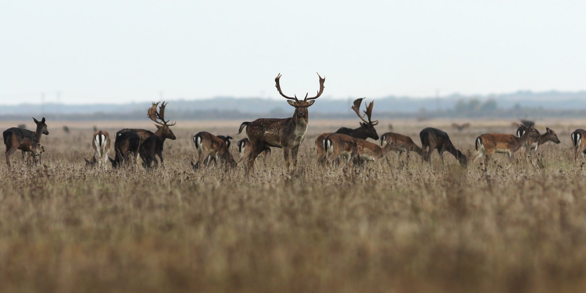 Deer of Cannock Chase Cannock Chase